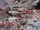 Algal mounds, ooid shoals, micrite ribbons, and shale at the base of the section in the roadcut along US Rt. 58 east of St Paul, Virginia. The outcrop exhibits an overall transgressive to regressive cycle (deepening & shoaling upward) in the Cambrian, Nolichucky Formation