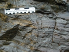 CambrianUpTrilobites58