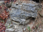 CambrianUpTrilobites58