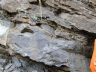 Nolichucky Formation Cambrian Algal Mounds Hansonville Virginia Rt 58 in ridge and valley region of Appalachian Mountains