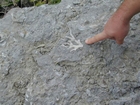 Ordovician Cincinnatian Group shelf close to Winchester Kentucky, Route 627