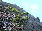 Pound Gap where most of this photograph from the base up is of the upper portion of Lower Mississippian Sunbury Shale, that here is locally coffee colored. Above this is Mississippian Grainger Formation which is composed of alternating sand and shale. The top of the photograph in the low cloud is the overlying Lower Mississippian Newman Limestone Formation