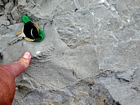 Fenestral bryozoan scattered through the shallow water micrites and packstones of the Lower Mississippian Newman Limestone Formation of Pound Gap in Kentucky