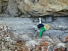 This combination alternating layers of micrite and intraclastic packstone of the Lower Mississippian Newman Limestone Formation is probably a product of storm wave erosion and transport across this shelf surface. It is associated with the irregular eroded character of the bedding planes, while local currents account for the low angle cross beds and mound margin clinoforms suggesting migrating carbonate bodies moving across this setting. The overlying dolomitic silt is interpreted to be the product of a base level change that produced subaerial exposure and windblown sediment transport (detail of Figure 156). This is unit 108 of the measured Geological Section, Kentucky Geological Survey Field Trip Guide 1998