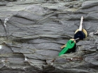 Detail of Figure 158 featuring wave dominated hummocky cross-bedded and thin-bedded irregular and lenticular-bedded shallow water packstones and mudstones of the Lower Mississippian Newman Limestone Formation interpreted to have accumulated just seaward of a shore face within wave base. This is unit 108 of the measured Geological Section, Kentucky Geological Survey Field Trip Guide 1998