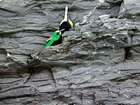 More of similar and adjacent facies to those featured in Figure 158 but with wave dominated hummocky cross-bedded and thin-bedded irregular and lenticular-bedded shallow water packstones and mudstones of the Lower Mississippian Newman Limestone Formation that suggest accumulation just seaward of a shore face within wave base.This is unit 108 of the measured Geological Section, Kentucky Geological Survey Field Trip Guide, 1998