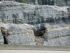 Storm waves are interpreted to have eroded this shelf surface and caused the shallow water limestones of the Lower Mississippian Newman Limestone Formation to have their irregular character, while local currents account for the development of low angle cross beds and mound margin clinoforms suggesting migrating carbonate bodies moving across this setting. Note two prominent beds of dolomitized silt interbedded with the shallow carbonates in the center of this image. These are interpreted to be the product of subaerial exposure and windblown transport to their current, probably marine depositional setting. Unit 109 extends between 2 tan layers, with unit 110 beneath, see the measured Geological Section, Kentucky Geological Survey Field Trip Guide 1998