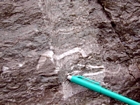 Interbedded intraclastic packstone and mudstone fabric rich in bioclasts including cross sections of the plates of bryozoan crust that look like the carapaces of giant coarse trilobites (prominent white shepherds crooks in cross section) of the Lower Mississippian Newman Limestone Formation. These sediments probably accumulated where storm wave erosion occurred just seaward of the shoreface, with waves driving local transport of this sediments across this shelf surface and causing the local irregular eroded character of the bedding planes. This is unit 101 of the measured Geological Section, Kentucky Geological Survey Field Trip Guide, 1998