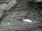 Interbedded intraclastic packstone and mudstone fabric rich in bioclasts including corals, brachiopod valves and the cross sections of plates of crustose byozoan that resemble the carapaces of giant coarse trilobites (prominent white shepherds crooks in cross section) of the Lower Mississippian Newman Limestone Formation. These sediments probably accumulated where storm wave erosion occurred just seaward of the shoreface, with waves driving local transport of this sediments across this shelf surface and causing the local irregular eroded character of the bedding planes. This is unit 101 of the measured Geological Section, Kentucky Geological Survey Field Trip Guide, 1998