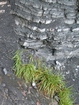 Close up of Little Lime tempestites close to marker 85 of the measured section published by the Geological Survey of Kentucky's 1998 for the Field Trip they conducted. These are interpreted as storm dominated carbonates with wave and current scour at their base, containing gravels of bioclastic debris in a micritic to shaley matrix at the base of the Mississippian Little Lime of the Upper Newman at Pound Gap