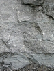 Close up of Little Lime tempestites close to marker 85 of the measured section published by the Geological Survey of Kentucky's 1998 for the Field Trip they conducted. These are interpreted as storm dominated carbonates with wave and current scour at their base, containing gravels of bioclastic debris in a micritic to shaley matrix at the base of the Mississippian Little Lime of the Upper Newman at Pound Gap