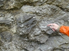 Ordovician Calcareous Algae Route 58