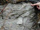 Calcareous Algae Ordovician Rockdell Formation Dickenson Virginia Route 58
