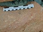 Silurian shallow water carbonates of Brassfield Formation