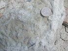 Silurian shallow water carbonates of Brassfield Formation