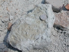 Silurian shallow water carbonates of Brassfield Formation