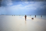 Joulters Cay South Tidal Flat Bahamas, USC Spring Field Trip 1984 (Kendall Photo