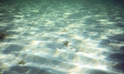 Joulters Cay Ooids Offshore Bahamas, note Batophera algae clumps (Kendall Photo