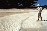 Ooid Bar Joulters Cay Bahamas, Cecil Ricks for scale