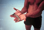 Burrowing Anemone Bahamas, Jim Bucci's torso and hands for scale