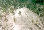 Halimeda on on Callianasa Mound