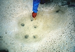 Callianasa inflow Burrows