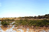 Joulters Mangrove & Algal Flats