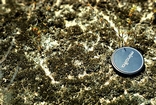 Scytonema Blue Green Algae Joulters Cay