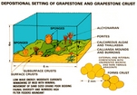 Grapestone Crust (Kendall after Geblein