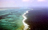 Acropora Reef East Andros