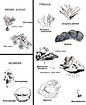 Corals of Andros Reef Tract (James diagram)