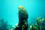 Montastrea pillar Andros Bahamas