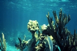 Montastrea pillar and Sea Whips Andros Bahamas