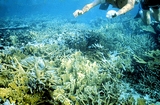 Acropora Cervicornis Bahamas