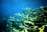 Acropora Palmata