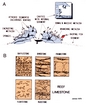 Noel James Patch Reef Diagram