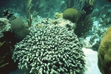 Porites Andros Patch Reef