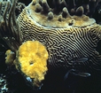 Porites over Diploria Andros Patch Reef