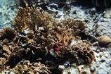 Millepora Andros Patch Reef