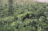 Fresh water Trees Goose Creek West Andros Bahamas