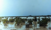 Pond Goose Creek West Andros Bahamas