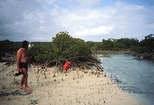 Red Mangrove Staniard Creek Andros Bahamas