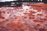 Callinasa Mounds Staniard Creek Andros Bahamas