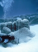 Stromatolites Lee Stocking Exumas Bahamas