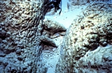 Stromatolites Lee Stocking Exumas Bahamas