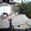 Sawn sections of Stromatolites from Lee Stocking Island in the Exumas Bahamas