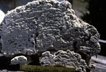 Sawn section of the one of the Stromatolites from Lee Stocking Island in the Exumas Bahamas