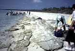 Beach rock on the north west coast of Normans Pond close to entrance to the old salt works and the tidal water fall, Exumas, Bahamas. The sediment here is rich in Grapestones!!