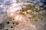 Callianasa mounds along the tidal creek draining the salt works on Normans Pond Cay, Exumas, Bahamas