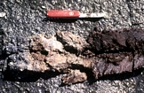 Core taken on the flood delta of Normans Pond Cay. Note cyanobacterial peat! Exumas, Bahamas